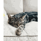 Malen-nach-Zahlen Set aus Ihrem Haustierfoto – Ein einzigartiges Porträt