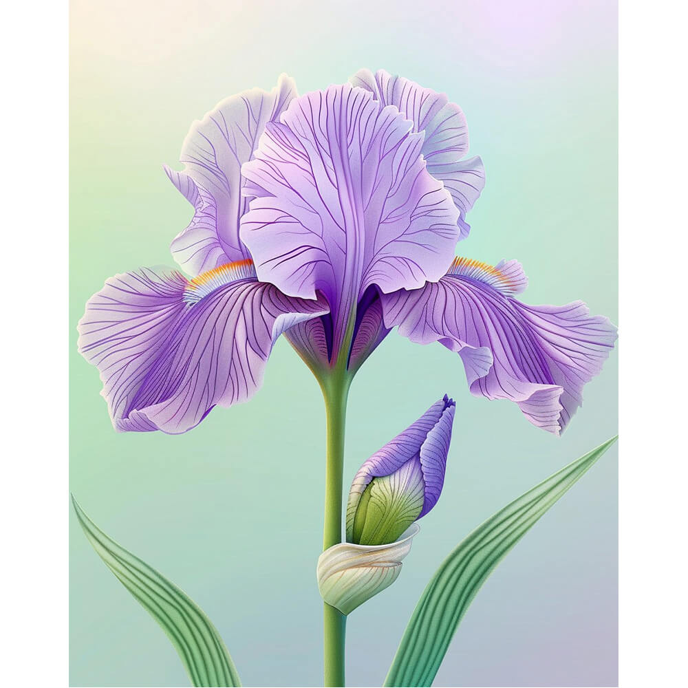Lila Iris-Serenade